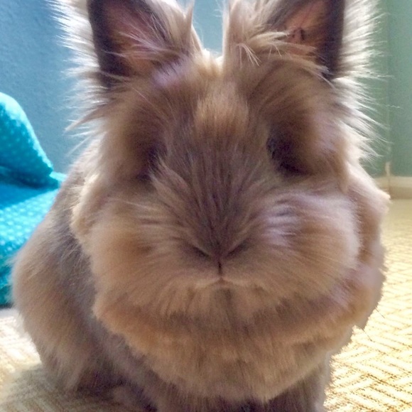 Meet your Posher, Yolanda - Picture 1 of 1